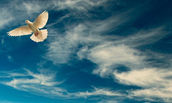 Улетающий голубь в небо