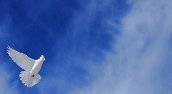 Небо с голубями фон