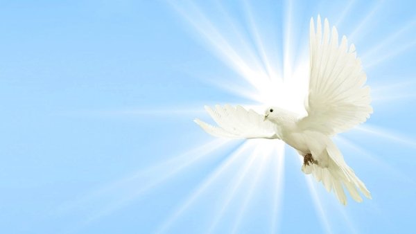 Голубь летит к свету