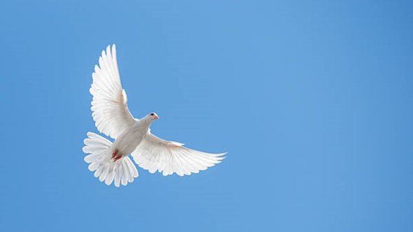 Голубое небо с голубями