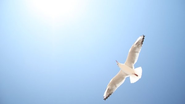 Голубое небо с птицами