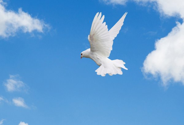 Белые голуби на синем небе