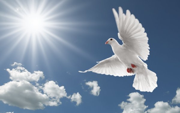 Белый голубь