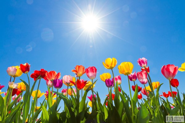 Тюльпаны на фоне голубого неба