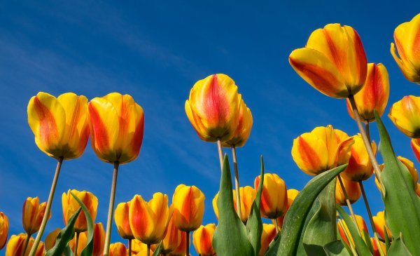 Полевые тюльпаны