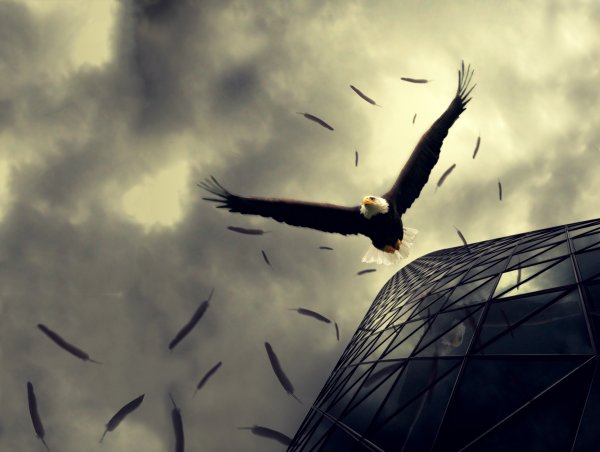 Орел над городом