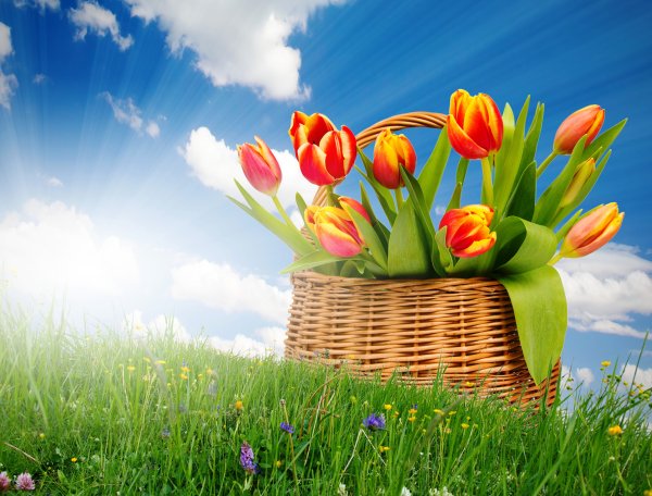 Картинки на рабочий стол тюльпаны