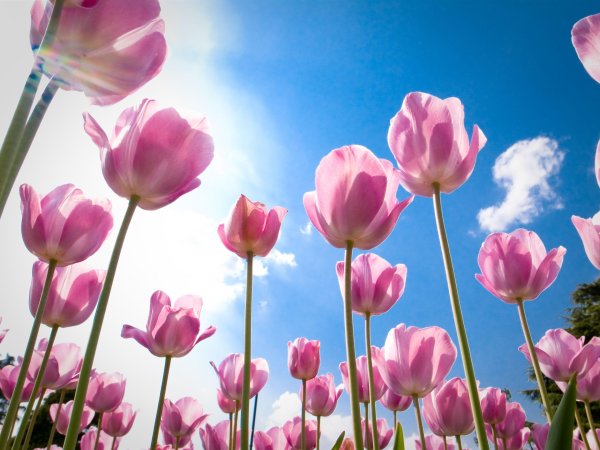 Тюльпаны и солнце