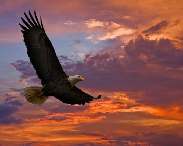 Орел парящий в небе