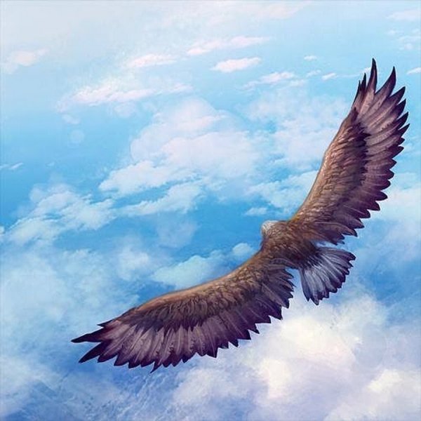 Орел в полете вид сверху