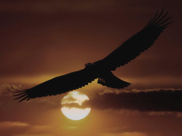 Летящий орёл
