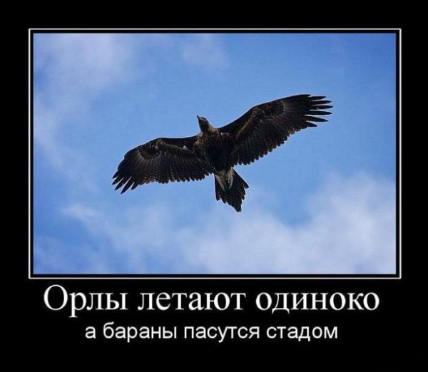 Беркут парящий в небе