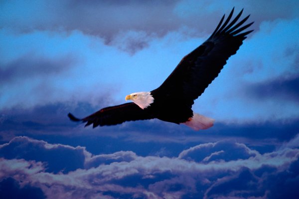 Орел в небе