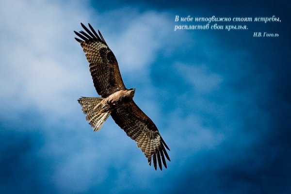 Полет орла в горах