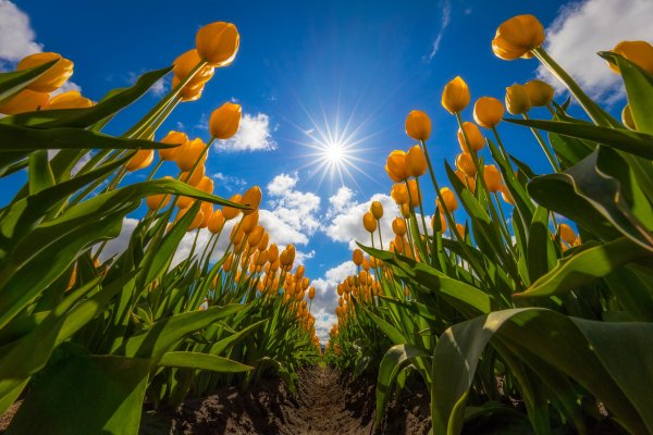 Желто синие цветы