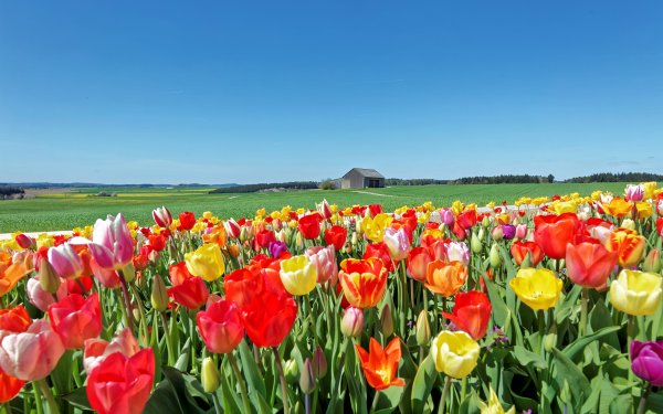 Тюльпаны фон