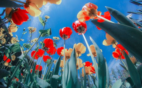 Элиста тюльпановые поля