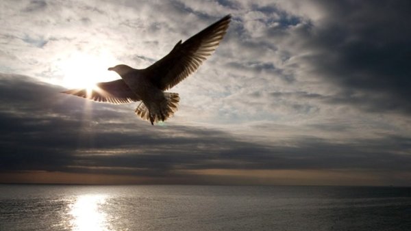 Орел парящий над Гранд каньоном