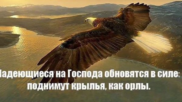 Свобода птица в небе