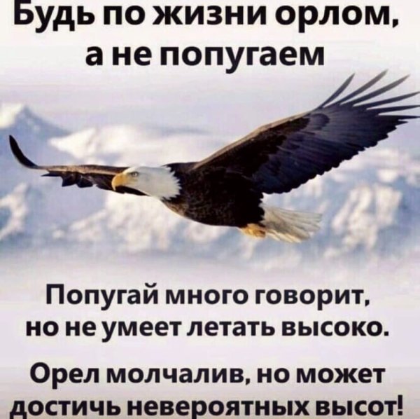 Цитаты про орла