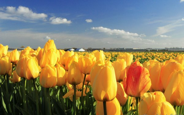 Радужные тюльпаны