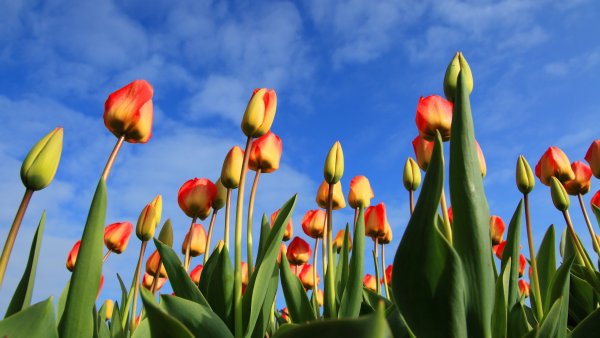 Оранжевые тюльпаны