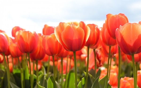 Поле красных тюльпанов