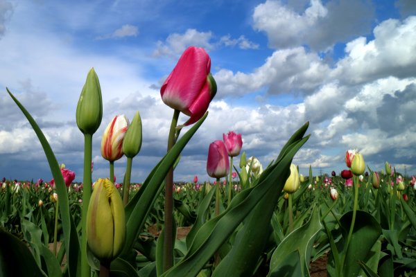 Весенний пейзаж