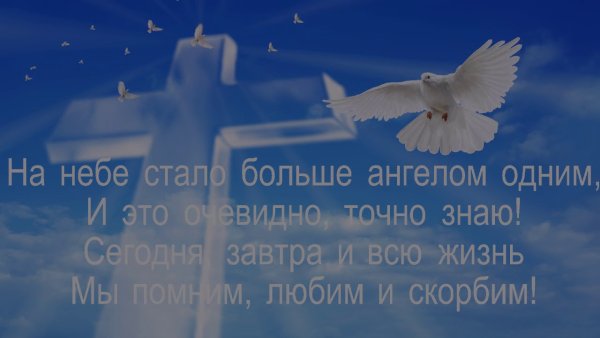 Светлая память голубь