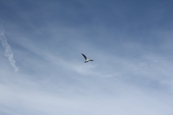 Птица в полете в небе