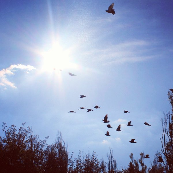 Птицы на Неве