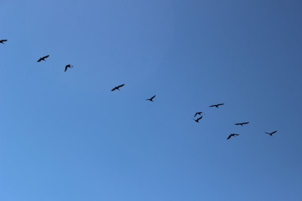 Птицы летящие в небе