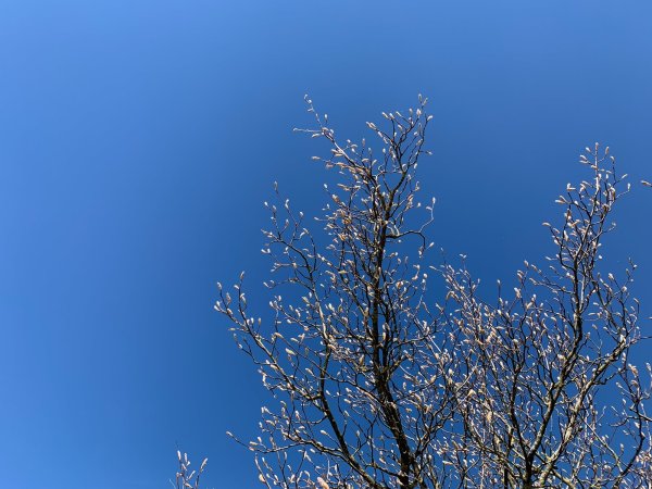 Весна голубое небо