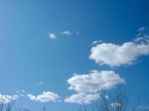 Ветки деревьев на фоне неба