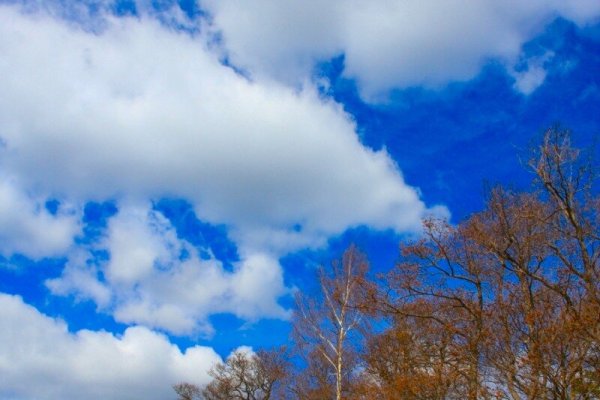 Ветка на голубом фоне