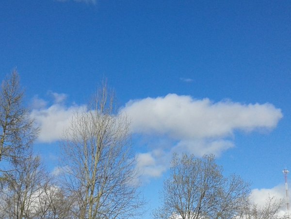 Голубая Сакура