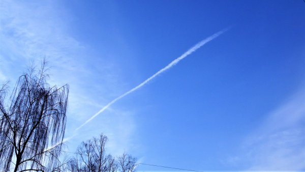 Цветущие ветви на фоне неба