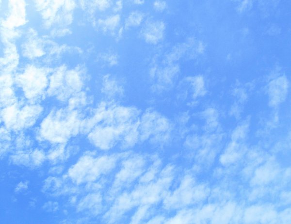 Весенние цветы и небо