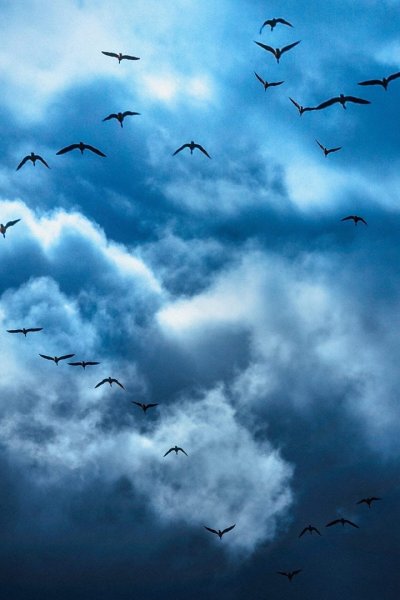 Птицы в небе