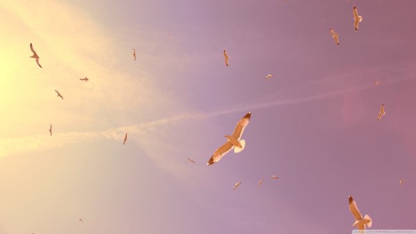 Птицы на фоне неба