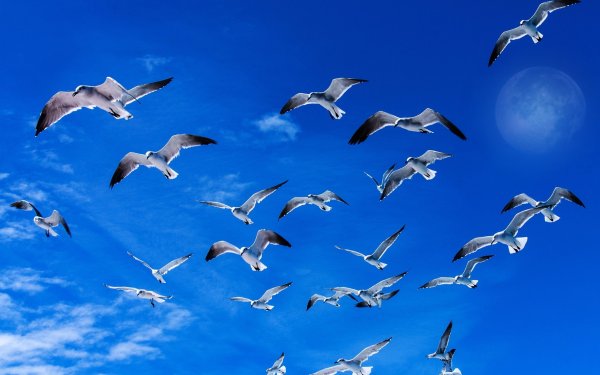 Птицы в небе