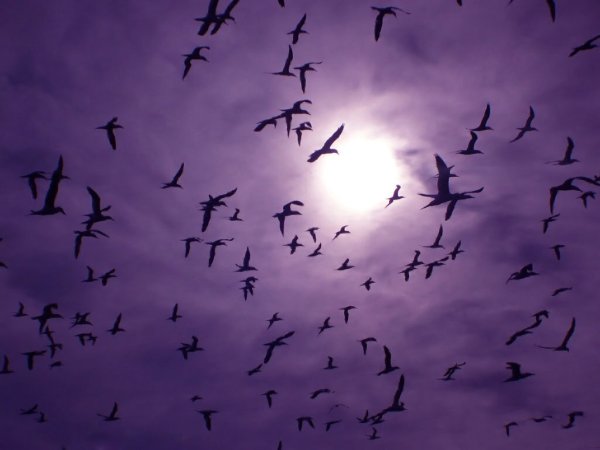 Много птиц в небе