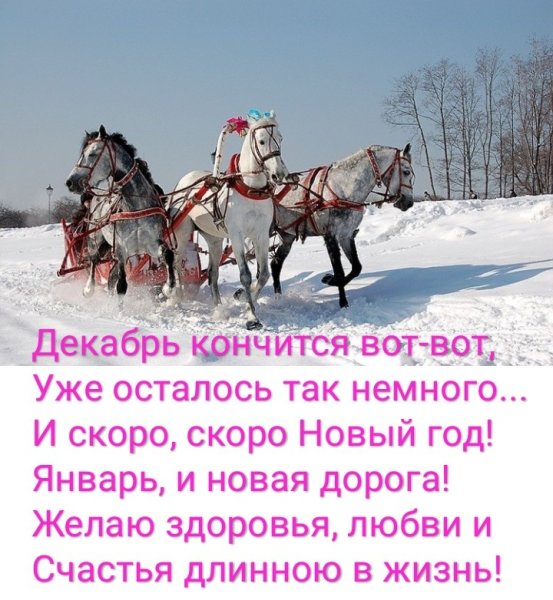 Голуби в небе