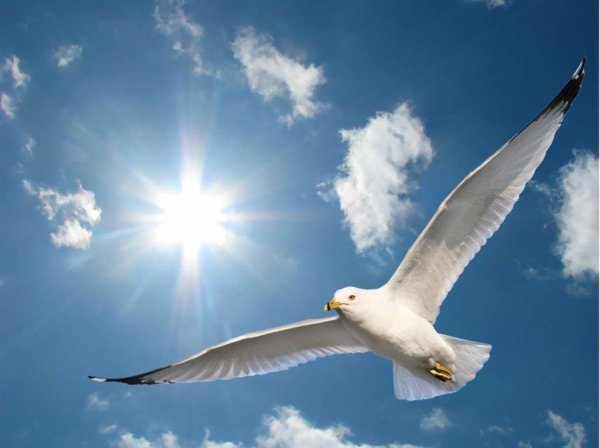 Белые птицы в небе