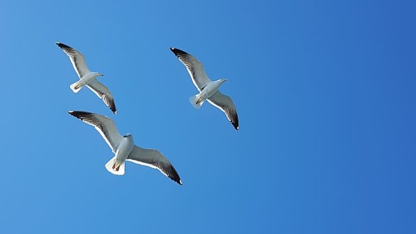 Две Чайки в полете