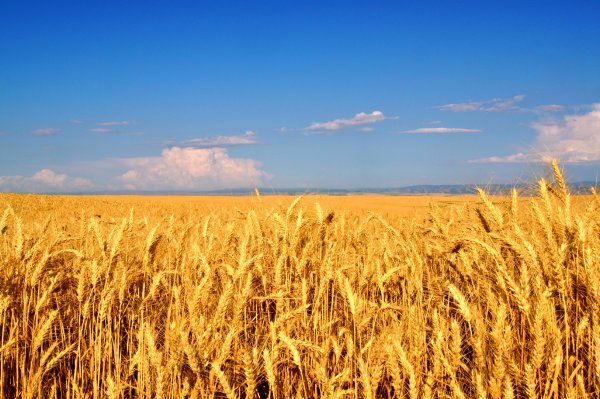 Хлебные поля Краснодарского края