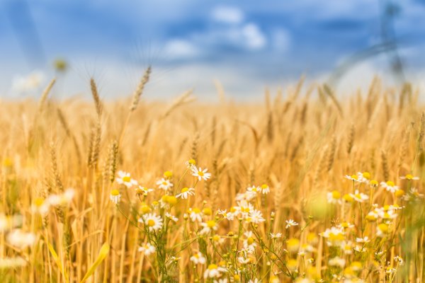 Красивое поле пшеницы