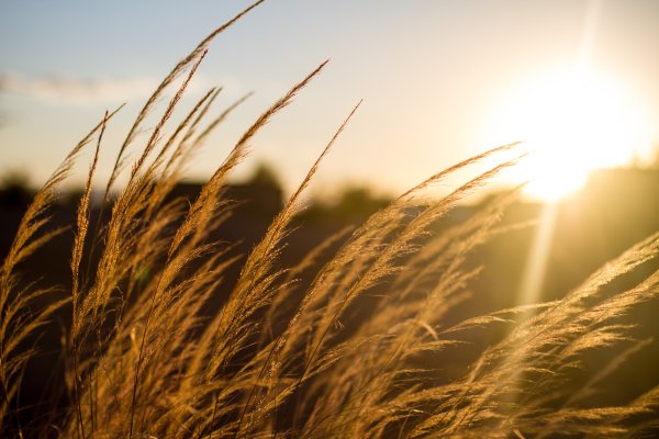 Колосья пшеницы на закате