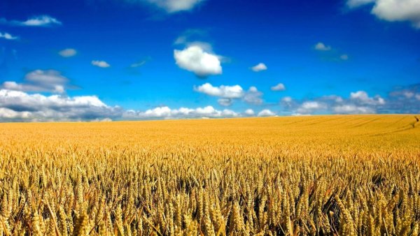 Небо и поле пшеницы