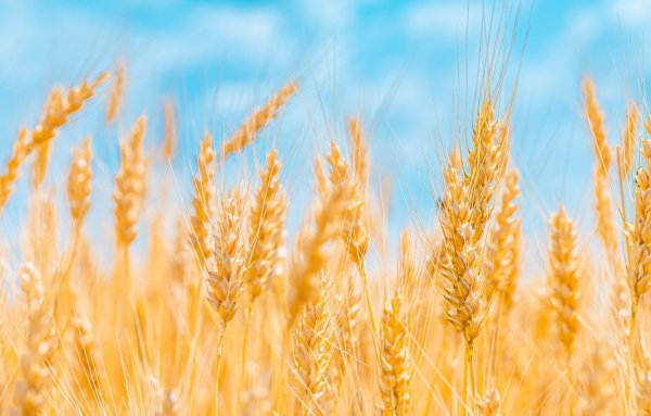 Поле с колосьями